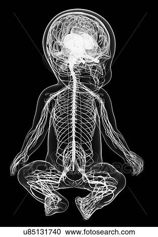 Clipart - Baby's nervous system, artwork. Fotosearch