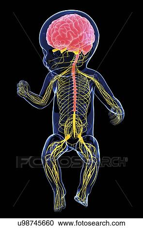 Baby's nervous system, artwork View Large Illustration Clipart - Baby's nervous system, artwork. Fotosearch