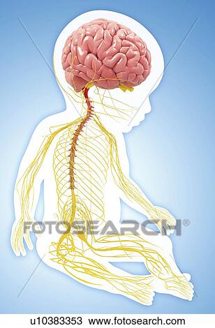 Drawing - Baby's nervous system, artwork. Fotosearch
