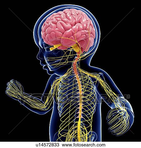 Drawing - Baby's nervous system, artwork. Fotosearch
