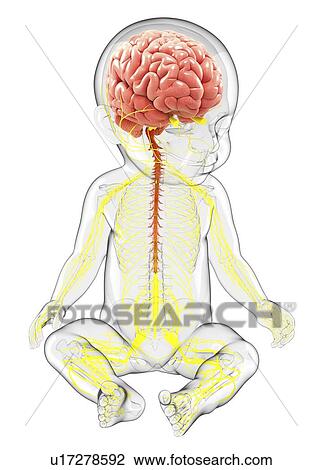 Drawing - Baby's nervous system, artwork. Fotosearch