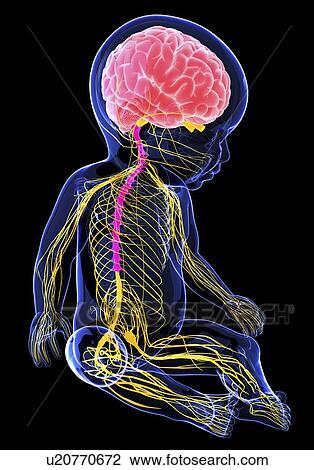 Baby's nervous system, artwork View Large Illustration Drawing - Baby's nervous system, artwork. Fotosearch