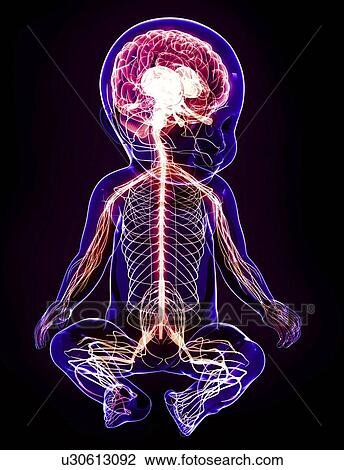 Baby's nervous system, artwork View Large Illustration Drawing - Baby's nervous system, artwork. Fotosearch