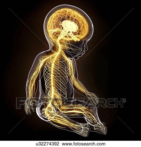 Baby's nervous system, artwork View Large Illustration Drawing - Baby's nervous system, artwork. Fotosearch