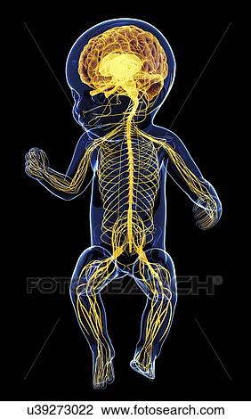 Baby's nervous system, artwork View Large Illustration Drawing - Baby's nervous system, artwork. Fotosearch