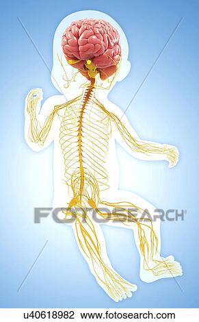 Drawing - Baby's nervous system, artwork. Fotosearch