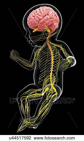 Drawing - Baby's nervous system, artwork. Fotosearch