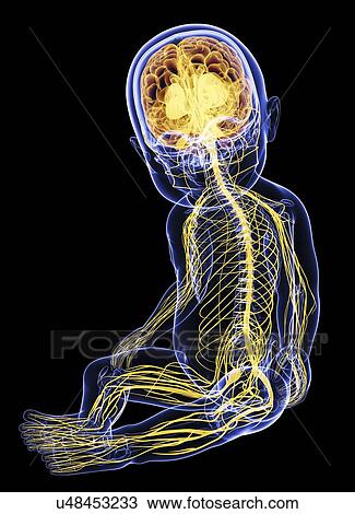 Drawing - Baby's nervous system, artwork. Fotosearch