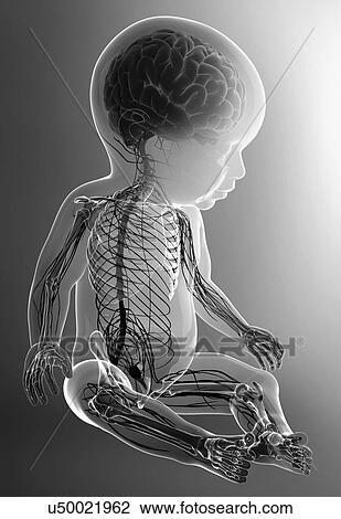 Baby's nervous system, artwork View Large Illustration Drawing - Baby's nervous system, artwork. Fotosearch