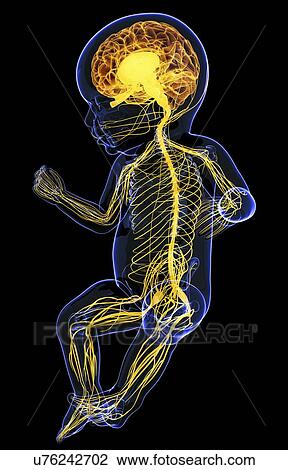 Drawing - Baby's nervous system, artwork. Fotosearch
