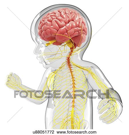 Drawing - Baby's nervous system, artwork. Fotosearch