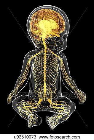 Baby's nervous system, artwork View Large Illustration Drawing - Baby's nervous system, artwork. Fotosearch