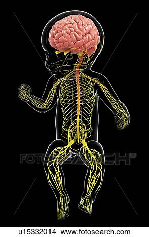 Stock Illustration - Baby's nervous system, artwork. Fotosearch
