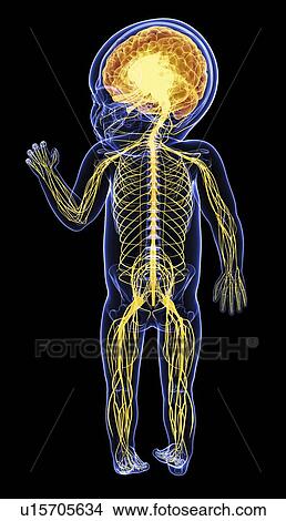 Stock Illustration - Baby's nervous system, artwork. Fotosearch