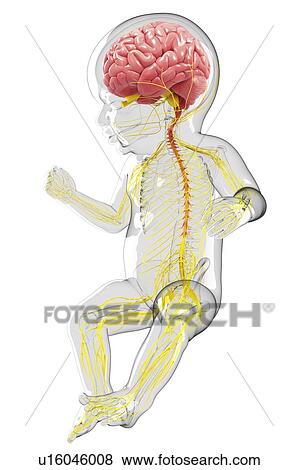 Baby's nervous system, artwork View Large Illustration Stock Illustration - Baby's nervous system, artwork. Fotosearch