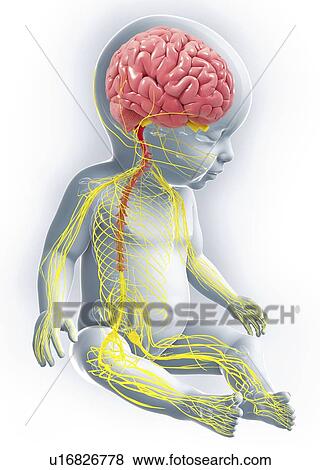 Baby's nervous system, artwork View Large Illustration Stock Illustration - Baby's nervous system, artwork. Fotosearch