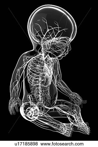 Baby's nervous system, artwork View Large Illustration Stock Illustration - Baby's nervous system, artwork. Fotosearch