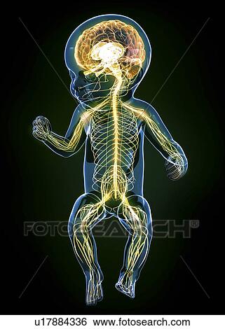Baby's nervous system, artwork View Large Illustration Stock Illustration - Baby's nervous system, artwork. Fotosearch