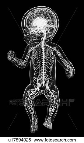 Stock Illustration - Baby's nervous system, artwork. Fotosearch