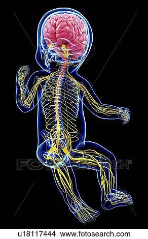 Stock Illustration - Baby's nervous system, artwork. Fotosearch