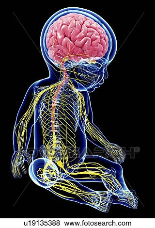 Stock Illustration - Baby's nervous system, artwork. Fotosearch
