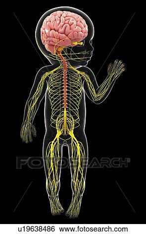 Stock Illustration - Baby's nervous system, artwork. Fotosearch