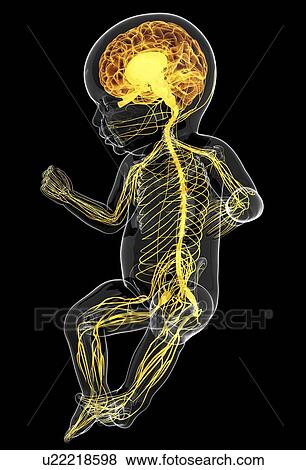 Stock Illustration - Baby's nervous system, artwork. Fotosearch