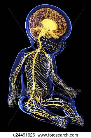 Stock Illustration - Baby's nervous system, artwork. Fotosearch