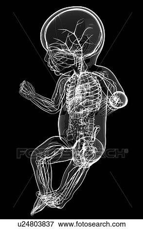 Stock Illustration - Baby's nervous system, artwork. Fotosearch