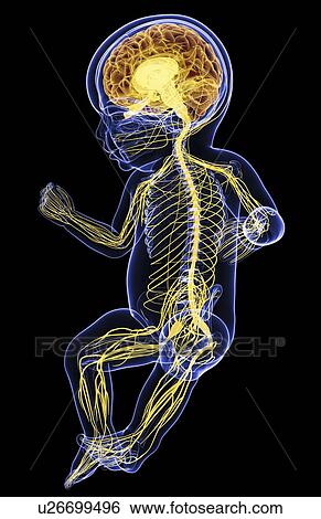 Stock Illustration - Baby's nervous system, artwork. Fotosearch