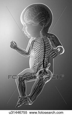 Baby's nervous system, artwork View Large Illustration Stock Illustration - Baby's nervous system, artwork. Fotosearch