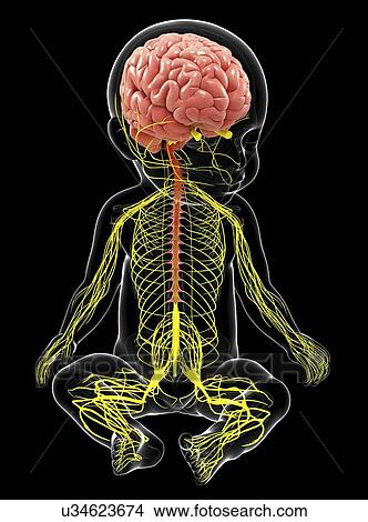 Stock Illustration - Baby's nervous system, artwork. Fotosearch