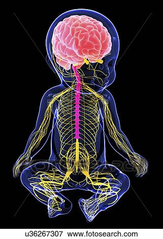 Baby's nervous system, artwork View Large Illustration Stock Illustration - Baby's nervous system, artwork. Fotosearch