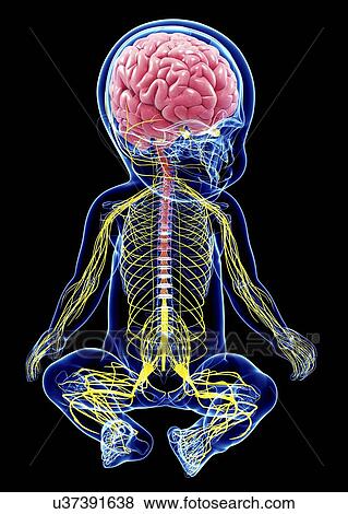 Stock Illustration - Baby's nervous system, artwork. Fotosearch