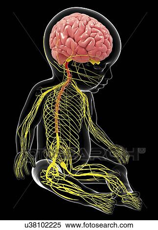 Baby's nervous system, artwork View Large Illustration Stock Illustration - Baby's nervous system, artwork. Fotosearch