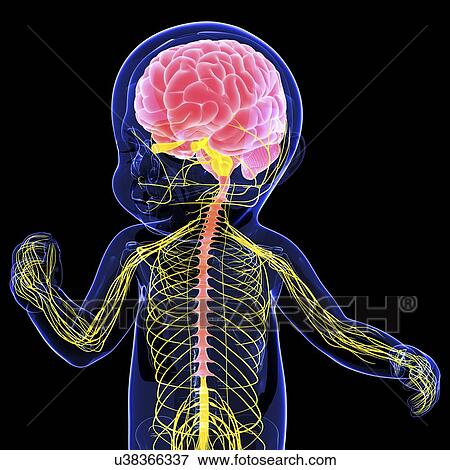 Baby's nervous system, artwork View Large Illustration Stock Illustration - Baby's nervous system, artwork. Fotosearch