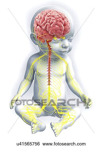 Baby's nervous system, artwork View Large Illustration Stock Illustration - Baby's nervous system, artwork. Fotosearch