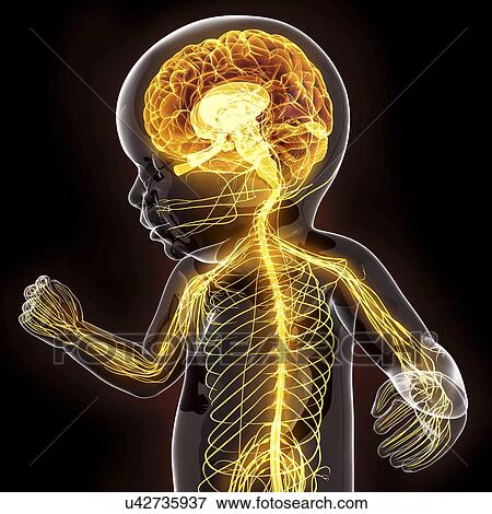 Stock Illustration - Baby's nervous system, artwork. Fotosearch
