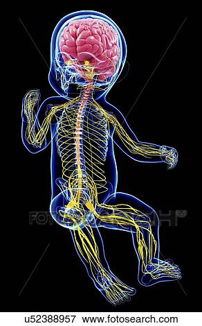 Stock Illustration - Baby's nervous system, artwork. Fotosearch