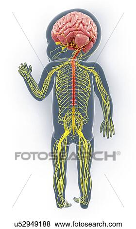 Baby's nervous system, artwork View Large Illustration Stock Illustration - Baby's nervous system, artwork. Fotosearch