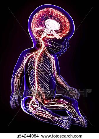 Stock Illustration - Baby's nervous system, artwork. Fotosearch