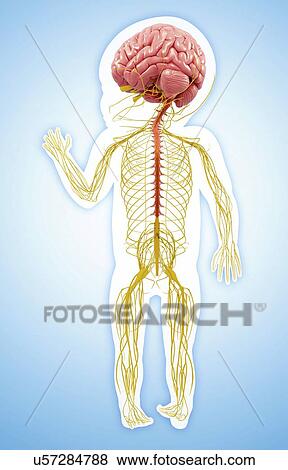 Stock Illustration - Baby's nervous system, artwork. Fotosearch