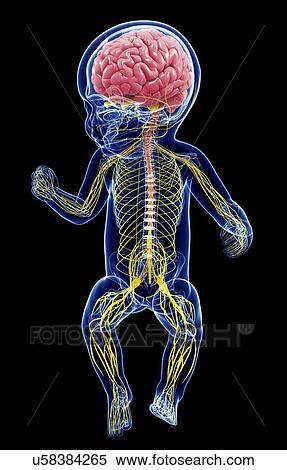 Stock Illustration - Baby's nervous system, artwork. Fotosearch