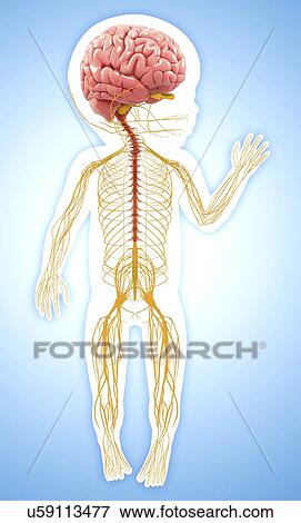 Baby's nervous system, artwork View Large Illustration Stock Illustration - Baby's nervous system, artwork. Fotosearch