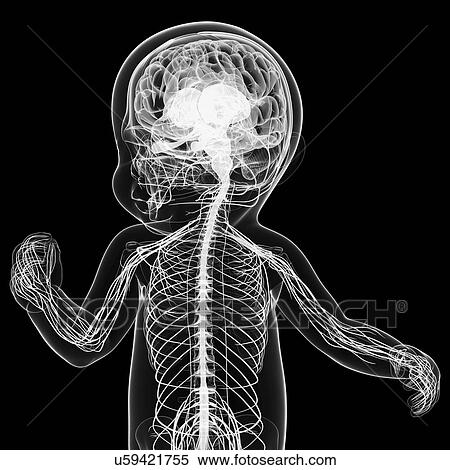 Stock Illustration - Baby's nervous system, artwork. Fotosearch