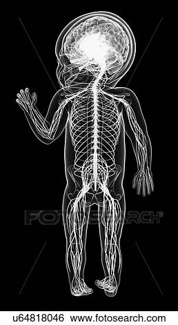 Baby's nervous system, artwork View Large Illustration Stock Illustration - Baby's nervous system, artwork. Fotosearch