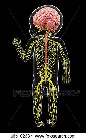 Stock Illustration - Baby's nervous system, artwork. Fotosearch