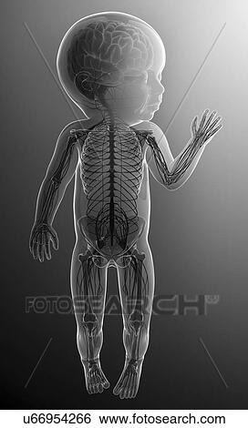 Baby's nervous system, artwork View Large Illustration Stock Illustration - Baby's nervous system, artwork. Fotosearch