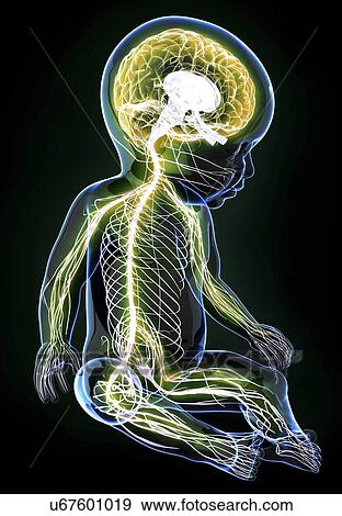 Stock Illustration - Baby's nervous system, artwork. Fotosearch
