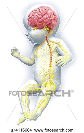 Baby's nervous system, artwork View Large Illustration Stock Illustration - Baby's nervous system, artwork. Fotosearch